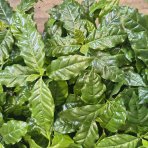 Kávovník arabský (Coffea Arabica) - výška 15-20 cm, kont. C1L